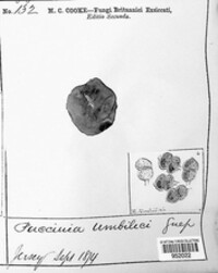 Puccinia umbilici image